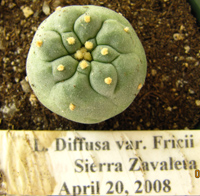 L. Diffusa var. fricii